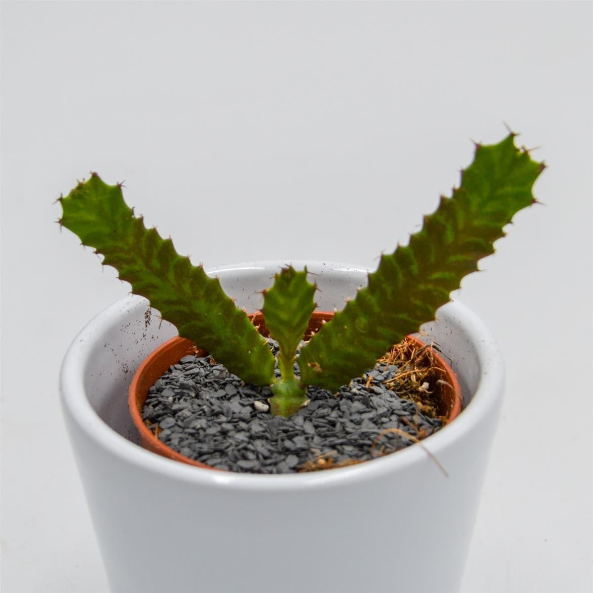 Euphorbia stellata - 5.5cm