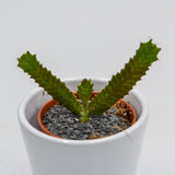 Euphorbia stellata - 5.5cm