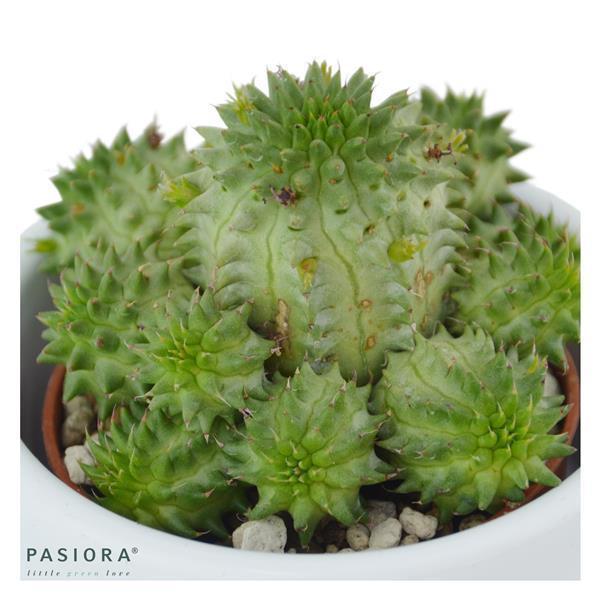 Bunter Sukkulenten Mix