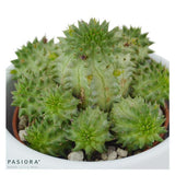 Bunter Sukkulenten Mix