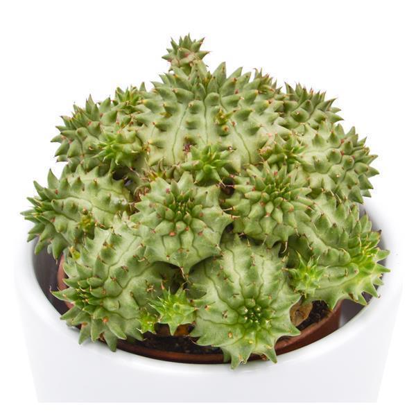 Euphorbia susannae - 5.5cm
