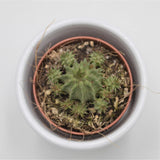 Euphorbia susannae - 5.5cm