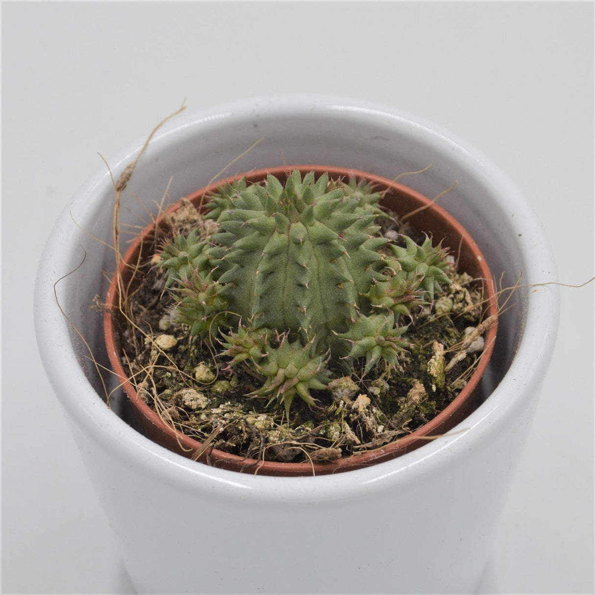 Euphorbia susannae - 5.5cm