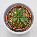 Euphorbia suzanne x bupleurifolia - 5,5cm