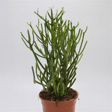 Euphorbia tirucalli - 15cm