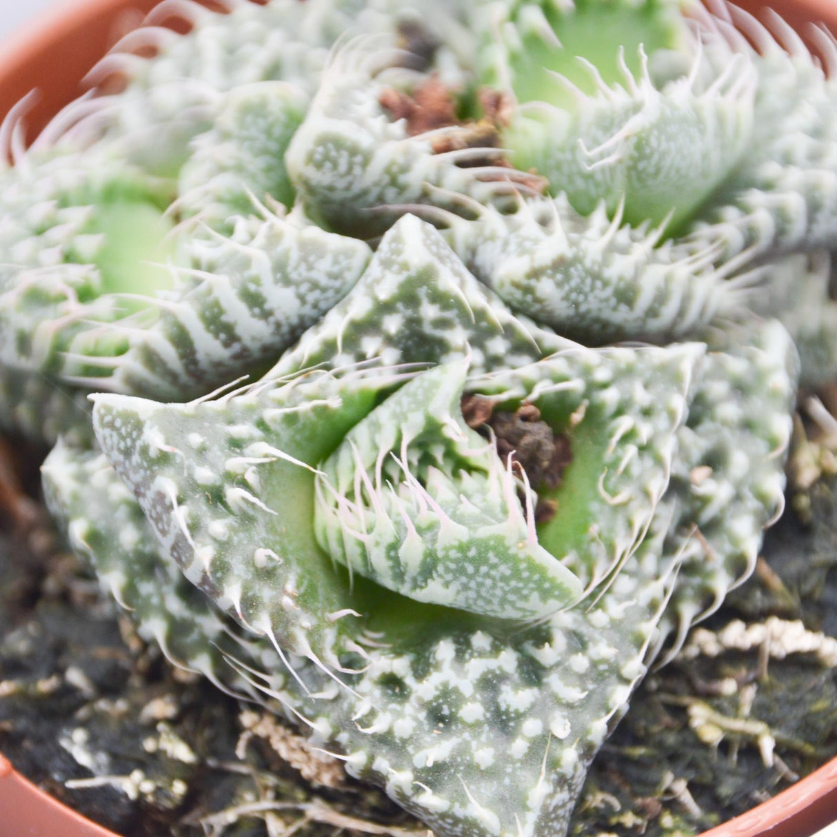 Faucaria  Monster - 8,5cm