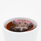 Faucaria Monster - 5.5cm