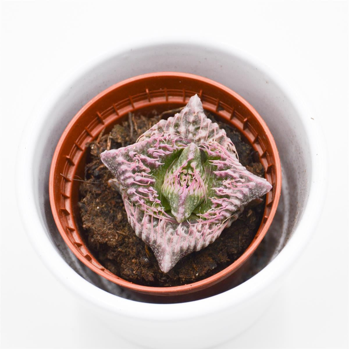 Faucaria Monster - 5.5cm
