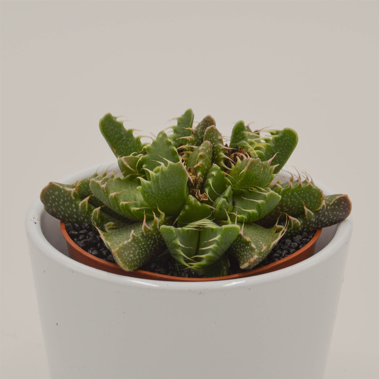 Faucaria  Monster - 8,5cm