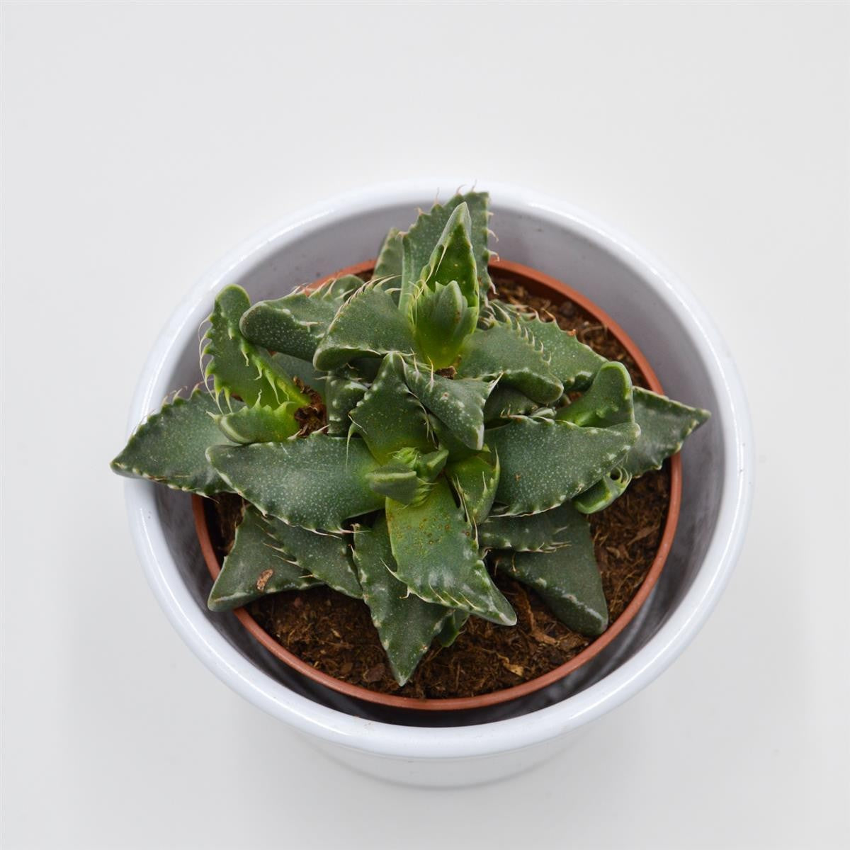 Faucaria tigrina - 8.5cm