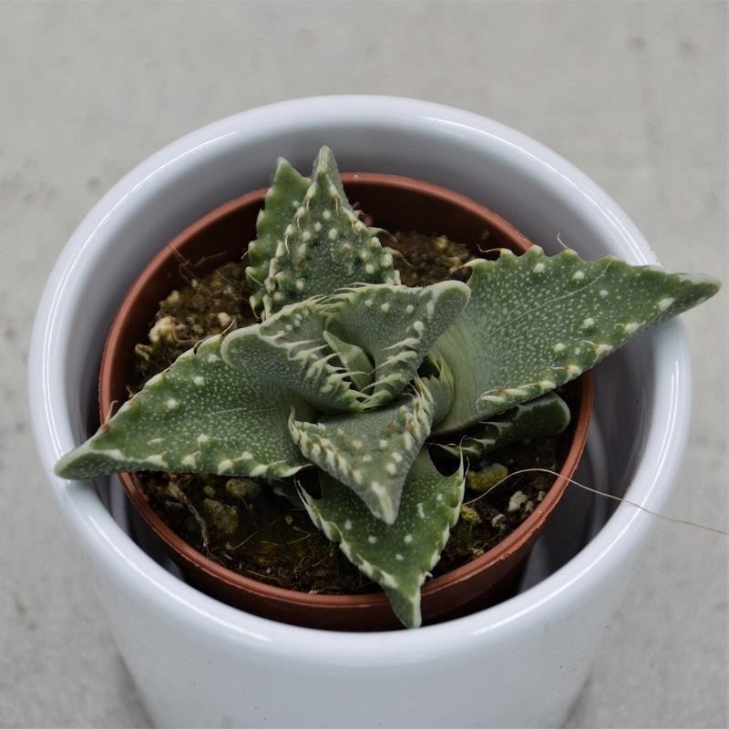 Faucaria tigrina - 5.5cm