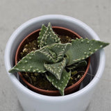 Faucaria tigrina - 5.5cm