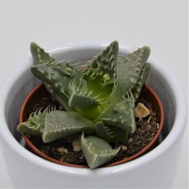 Faucaria tigrina - 5.5cm
