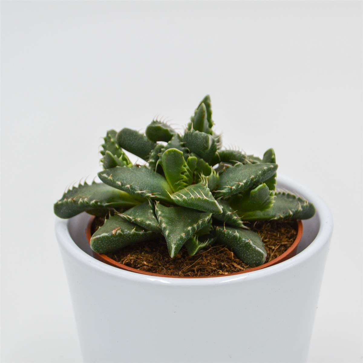 Faucaria tigrina - 8.5cm