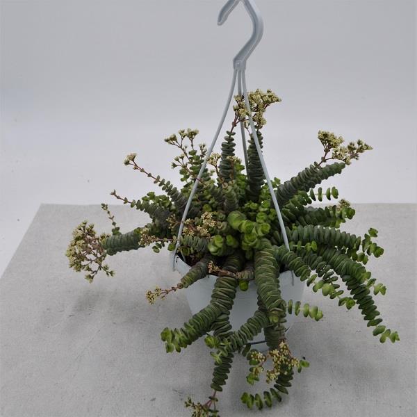 Crassula rupestris subsp. marnieriana - 14cm Hanging Basket