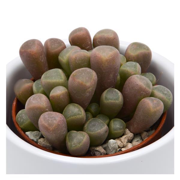Fenestraria aurantiaca - 5.5cm