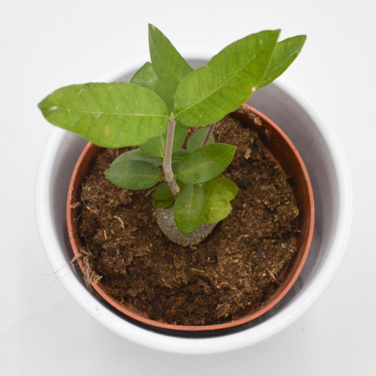 Fockea edulis - 8.5cm