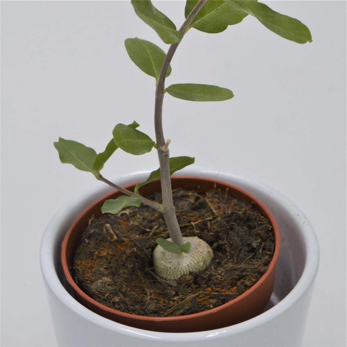 Fockea edulis - 8.5cm