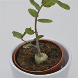 Fockea edulis - 8.5cm