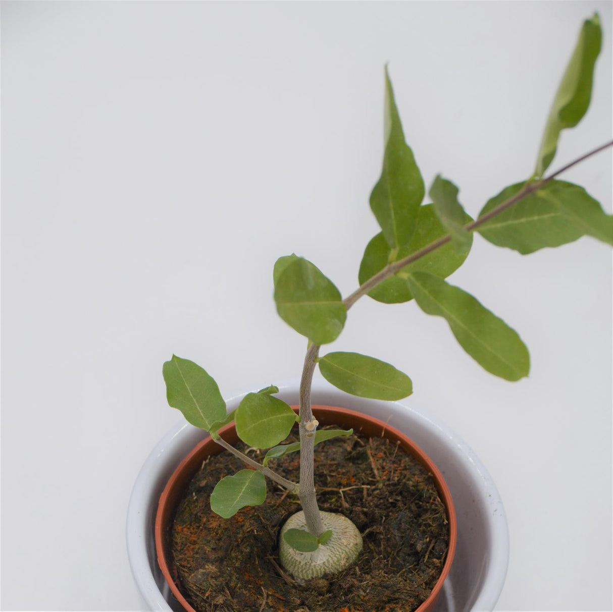 Fockea edulis - 8.5cm
