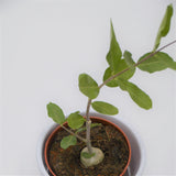 Fockea edulis - 8.5cm