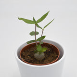 Fockea edulis - 8.5cm