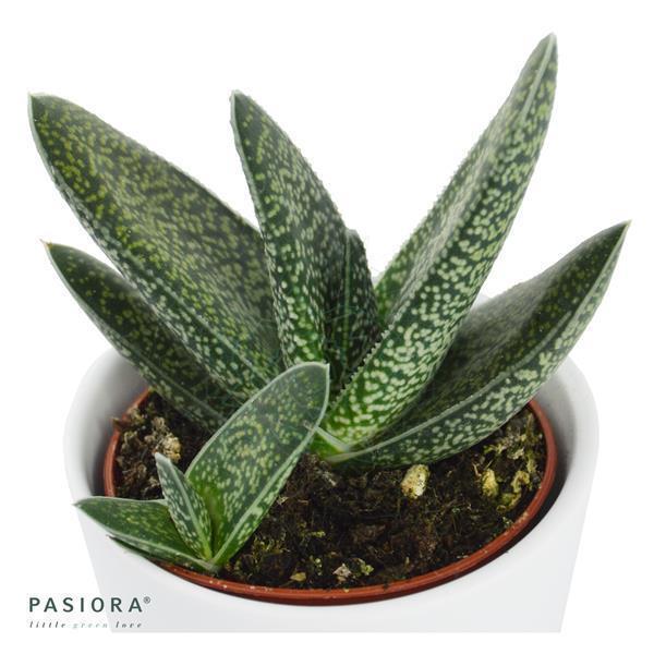Succulent Selection, 3 pieces