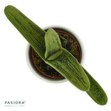 Gasteria Dragon Skin - 6cm