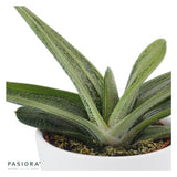 Gasteria Dragon Skin - 6cm