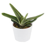 Gasteria Dragon Skin - 6cm