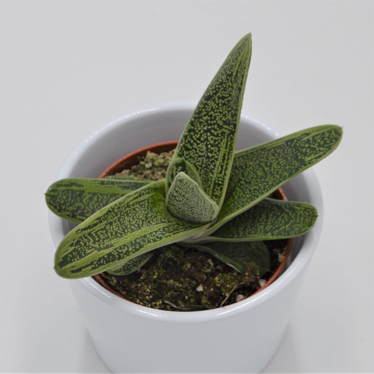 Gasteria Dragon Skin - 8.5cm