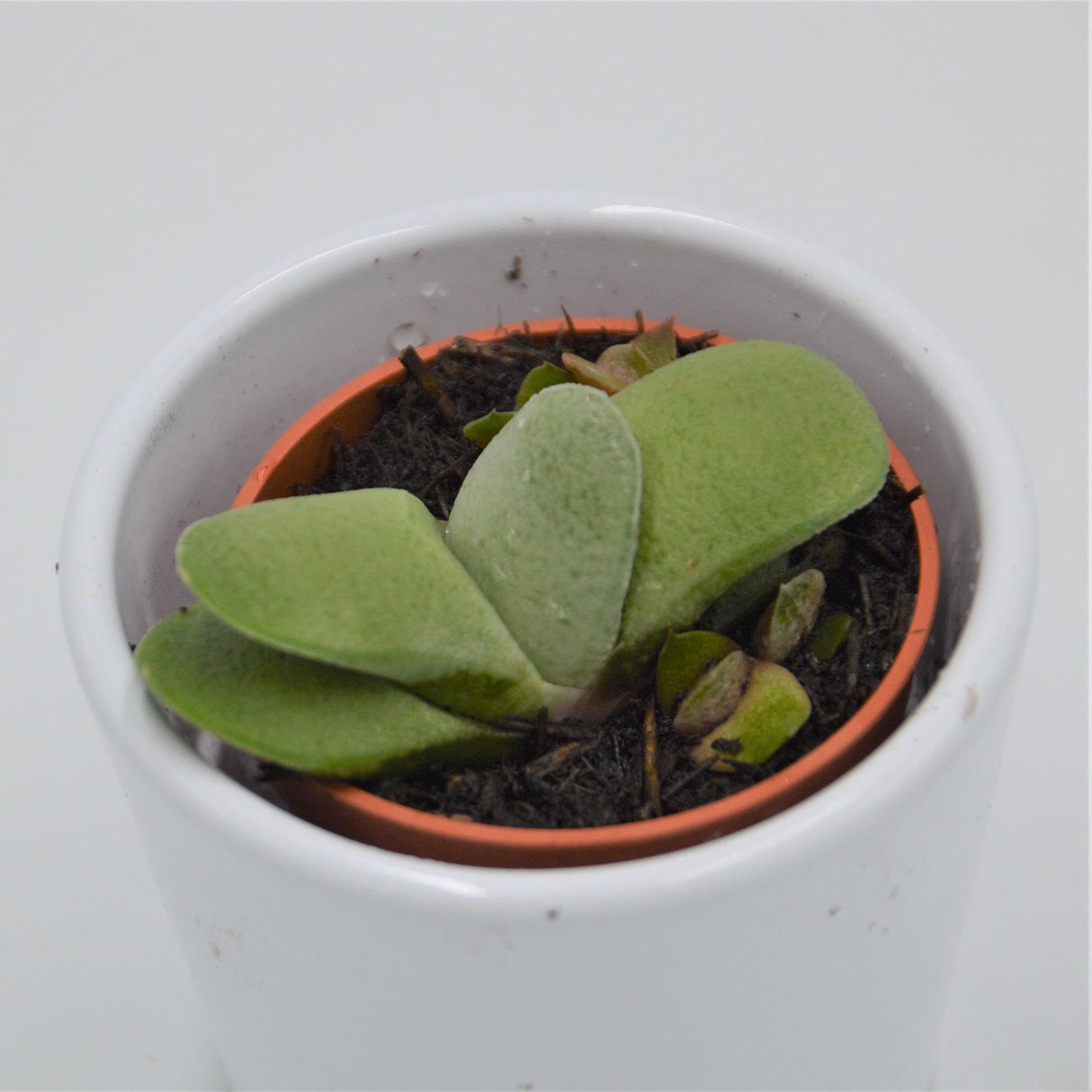 Gasteria glomerata - 5.5cm
