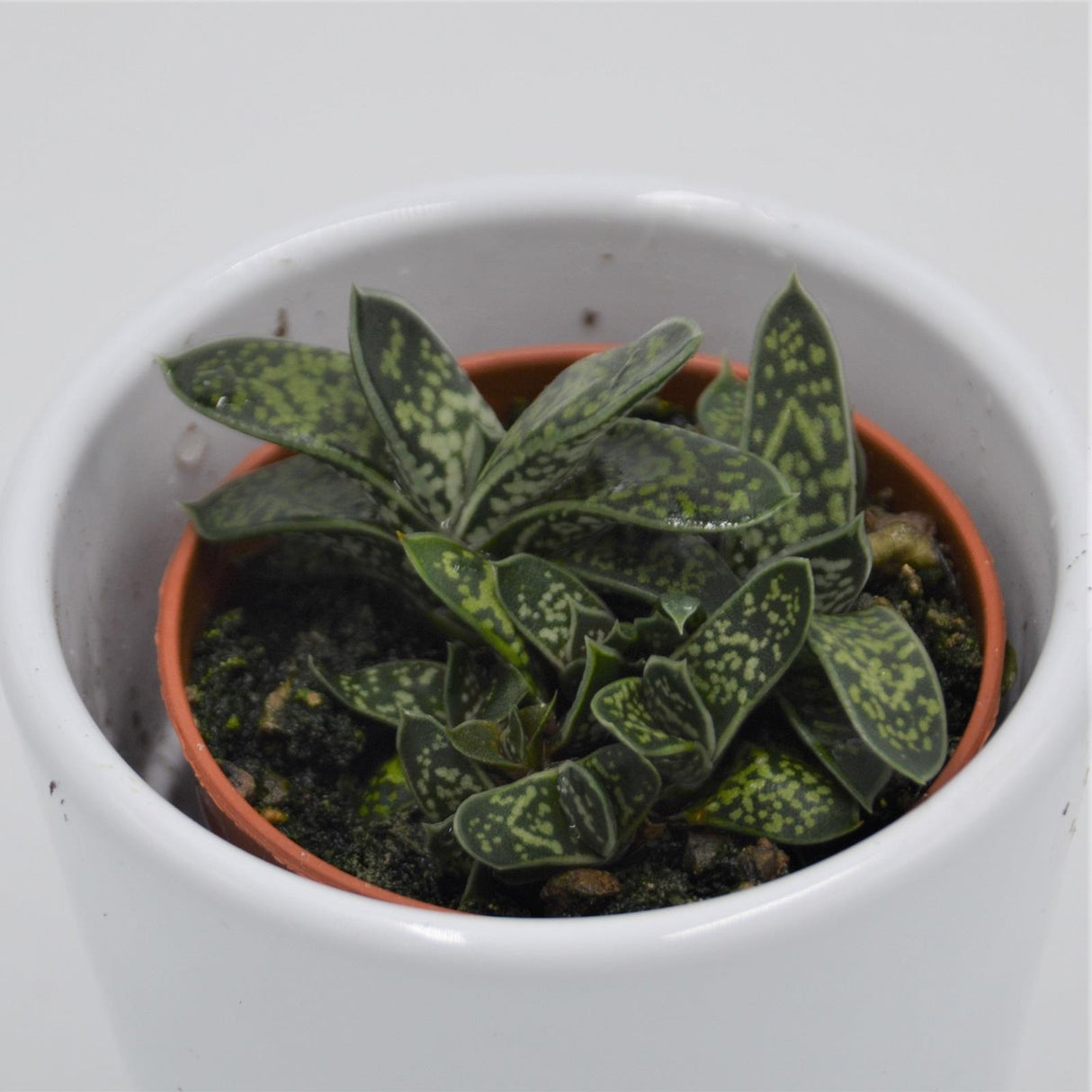 Gasteria bicolor var. liliputana - 5,5cm