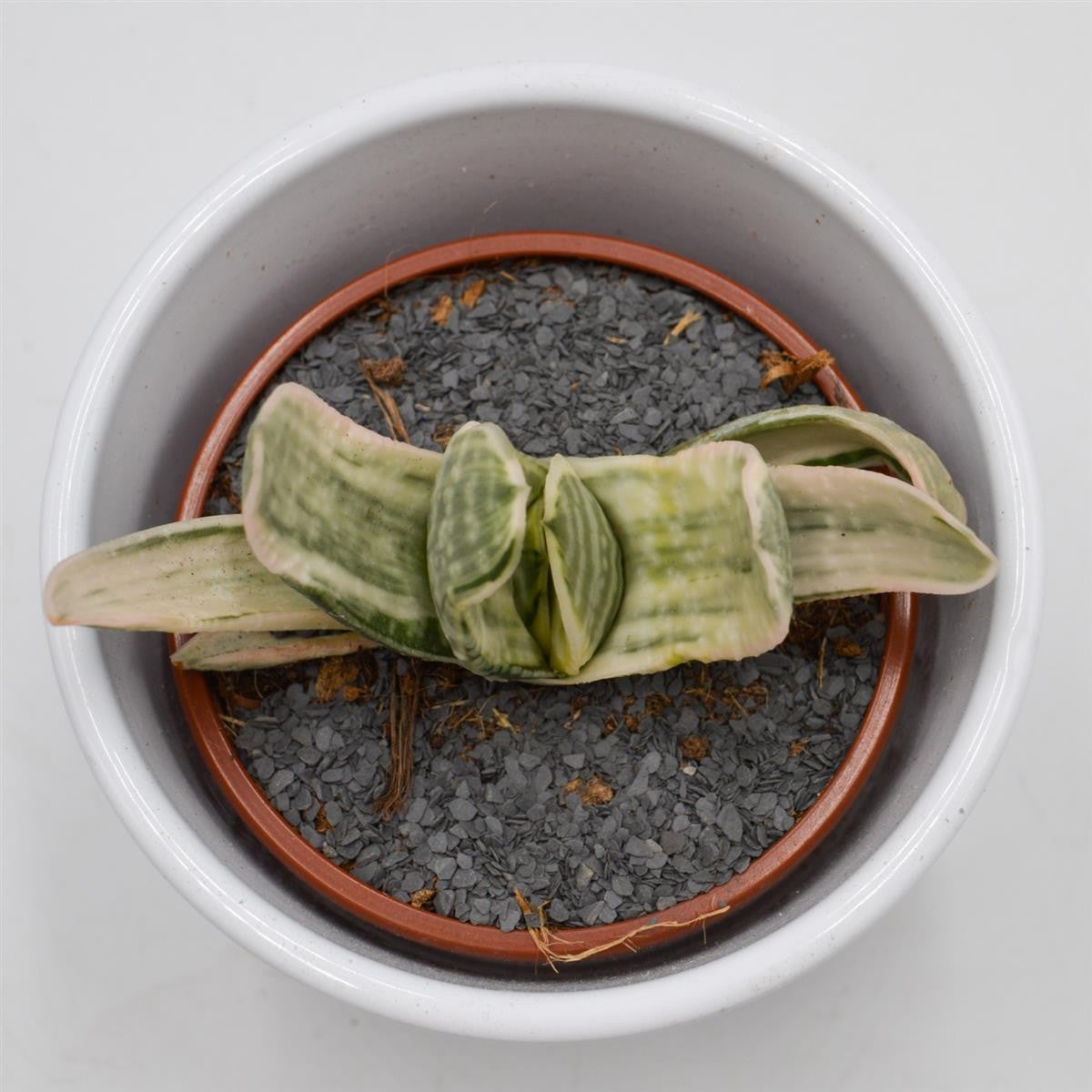 Gasteria marmorata f. variegata - 8.5cm