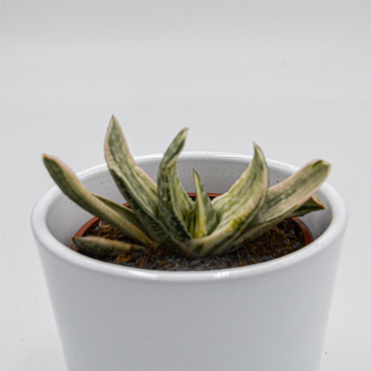 Gasteria marmorata f. variegata - 8.5cm