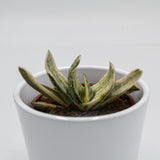 Gasteria marmorata f. variegata - 8.5cm