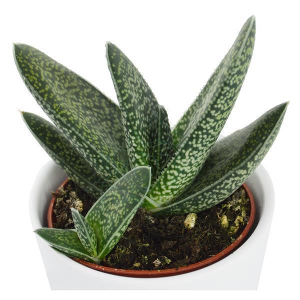 Succulent Selection, 20 pieces