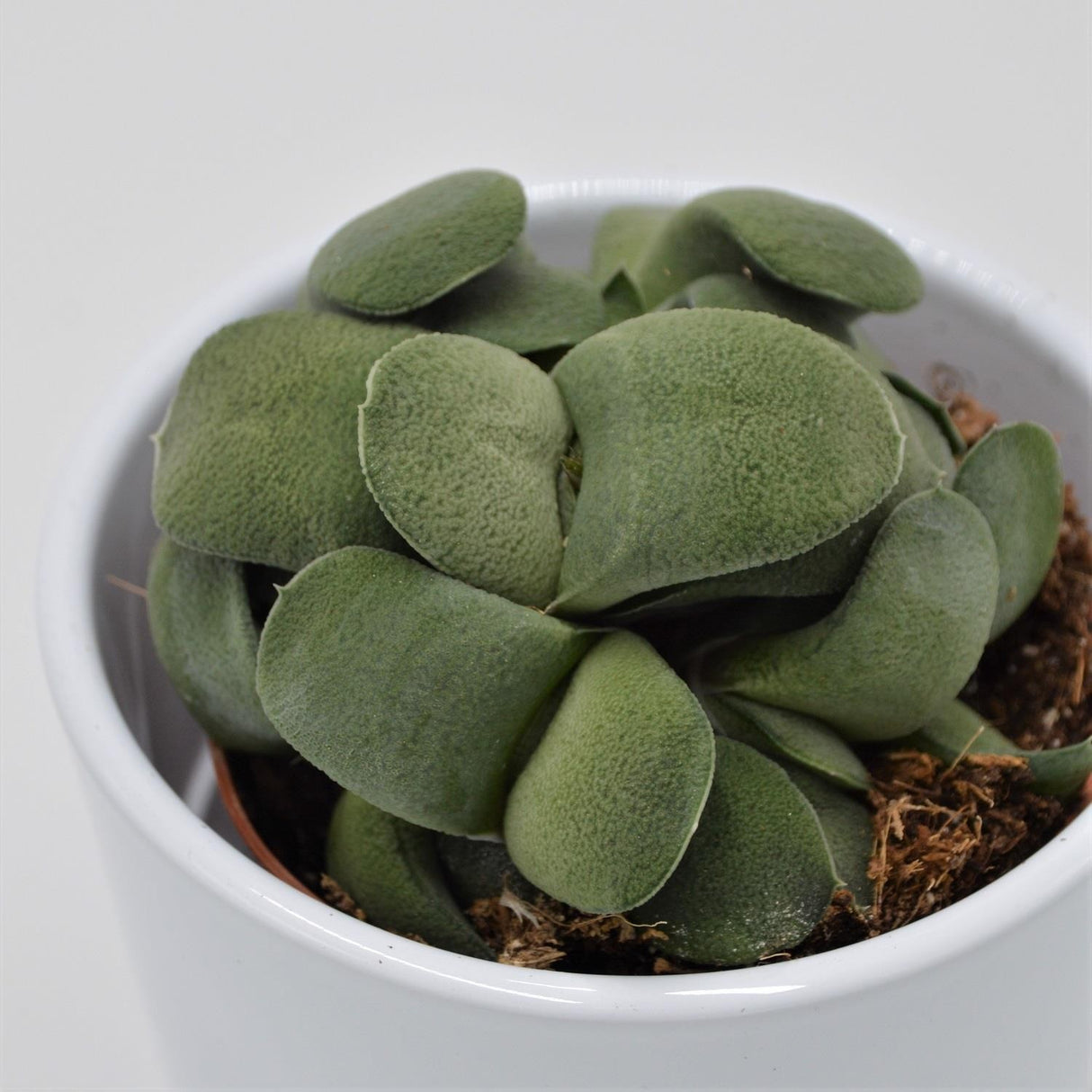 Gasteria spp. - 8.5cm