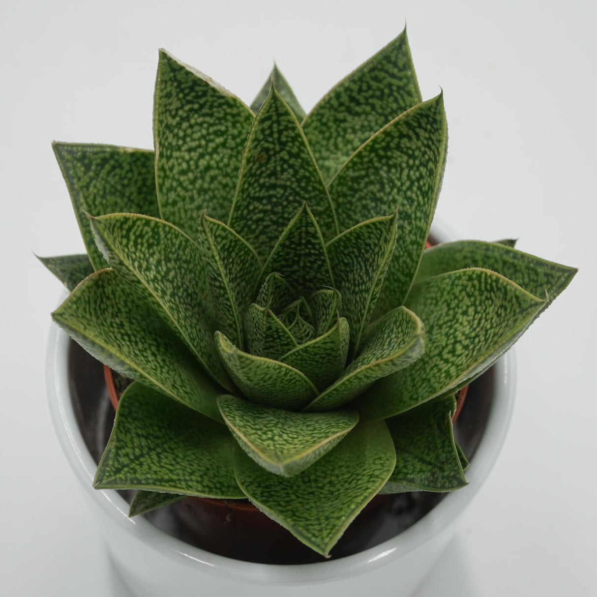 Gasteria Tiga - 8.5cm