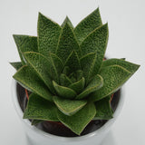 Gasteria Tiga - 8,5cm