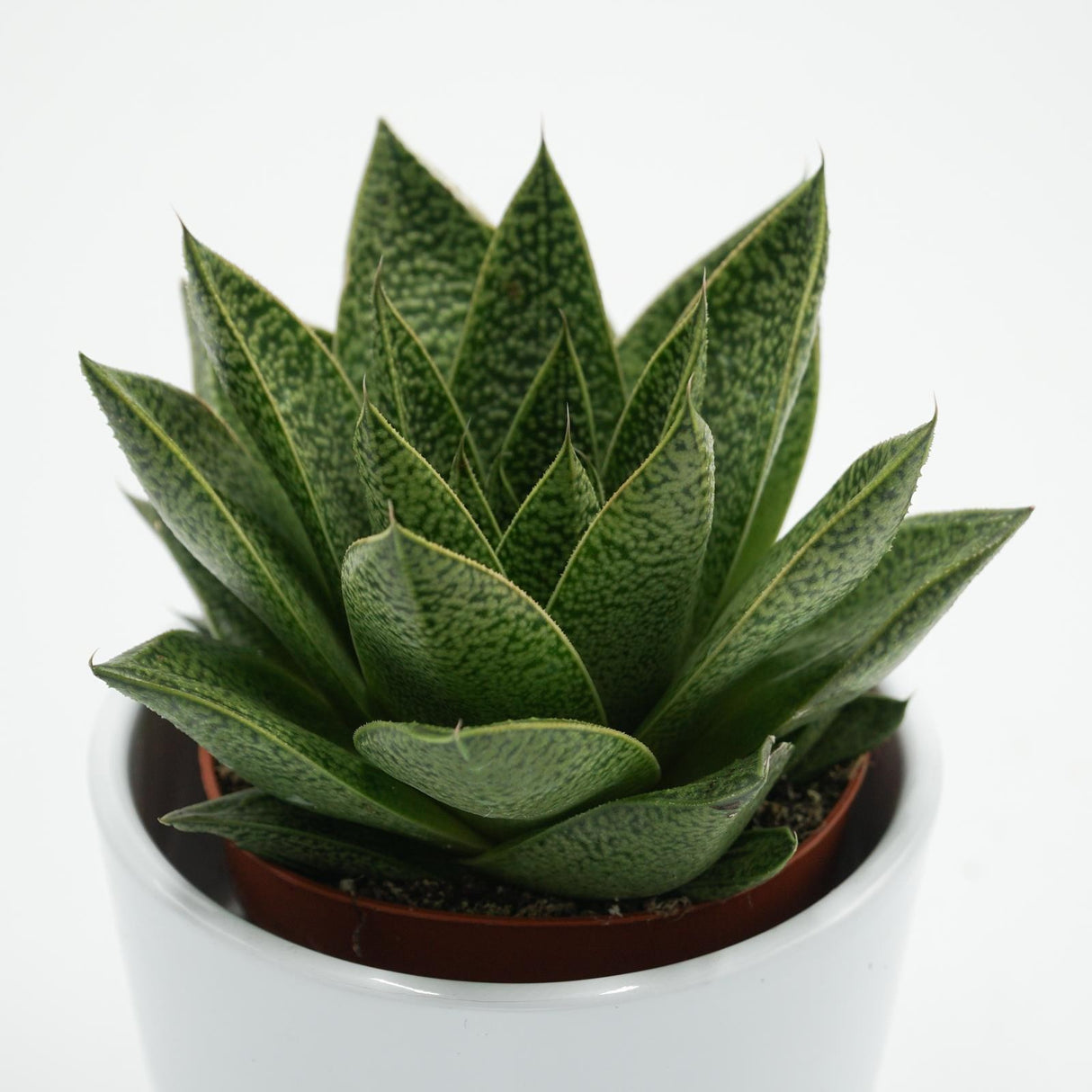 Gasteria Tiga - 8.5cm