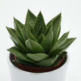 Gasteria Tiga - 8.5cm