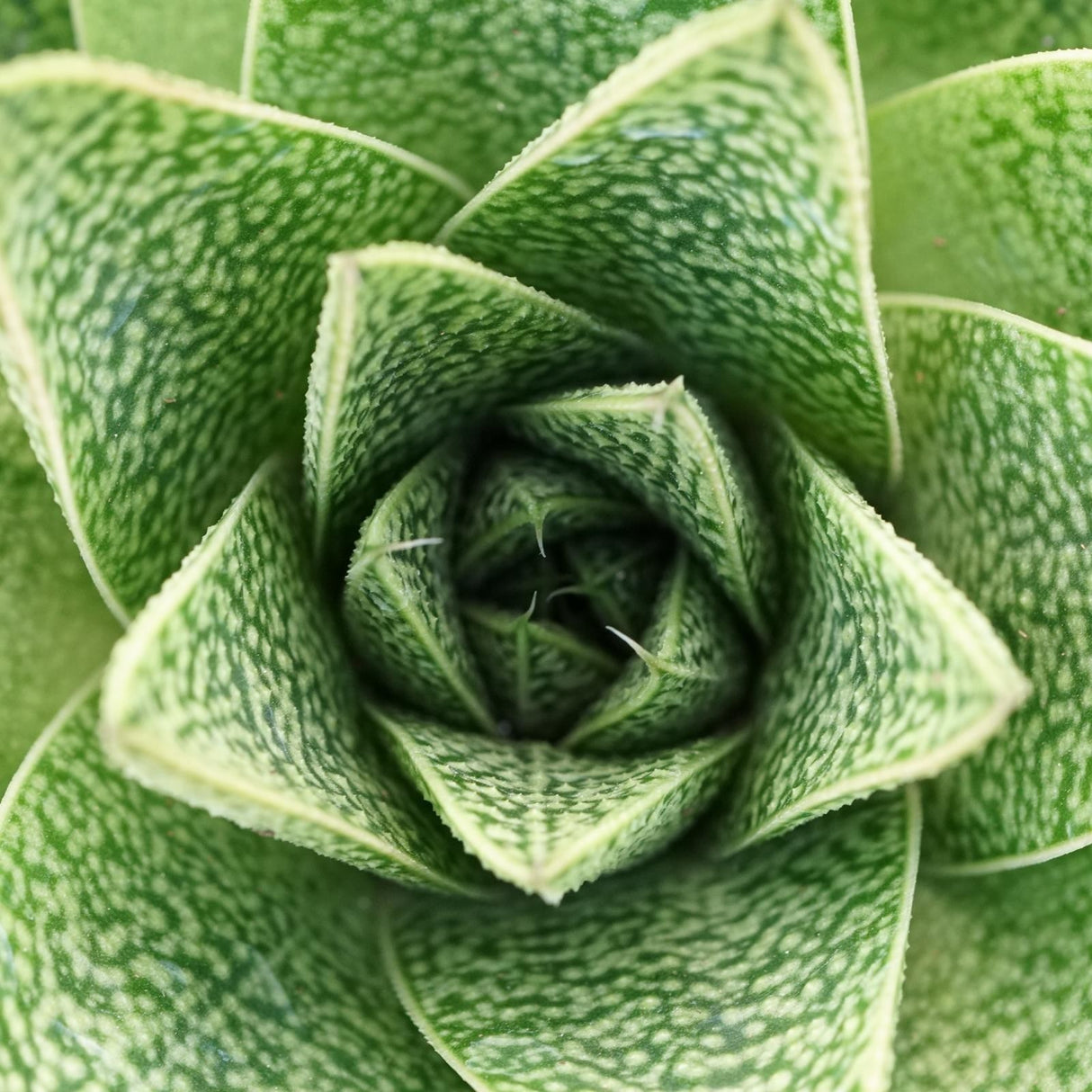 Gasteria Tiga - 8.5cm
