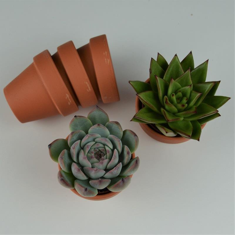 Gift Set - Succulent Mix in Clay