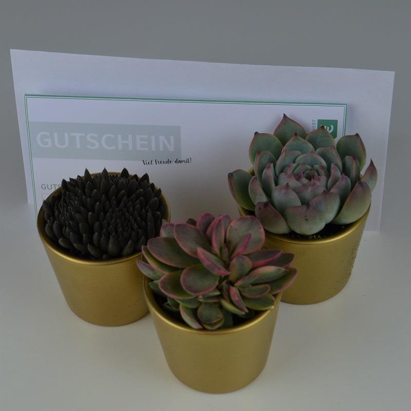 Gift Set - For Succulent Lovers