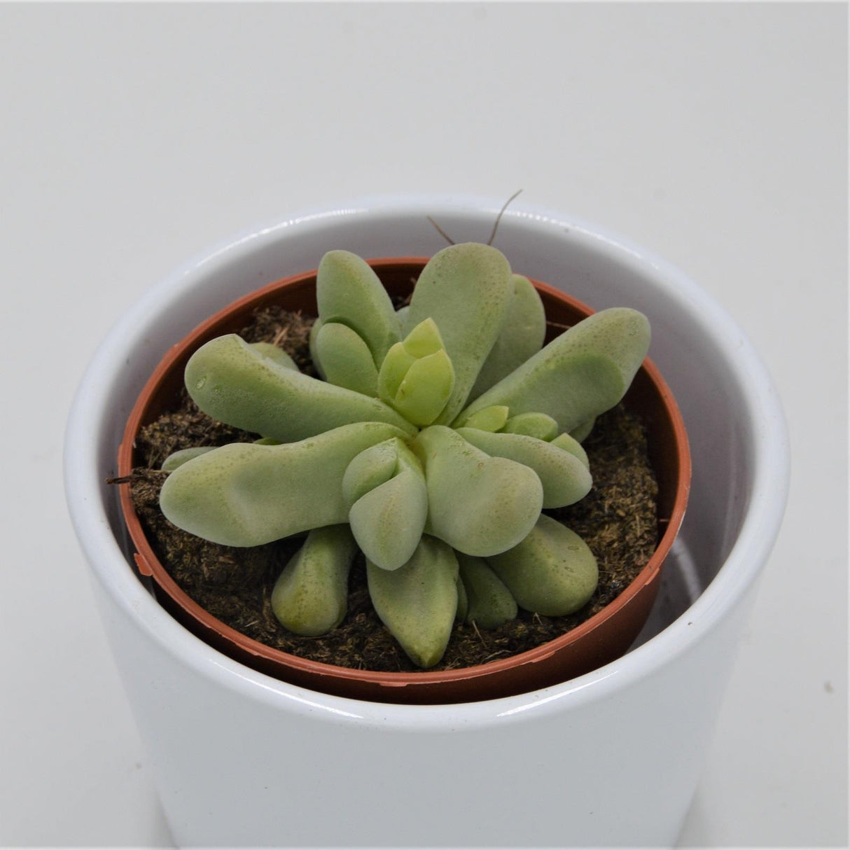 Glottiphyllum nelii - 8.5cm
