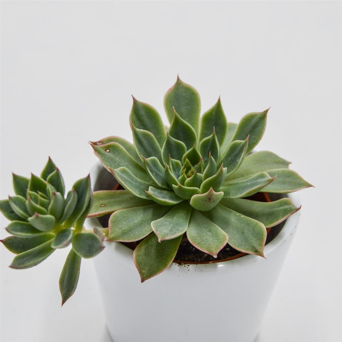 Graptopetalum Altair - 5.5cm