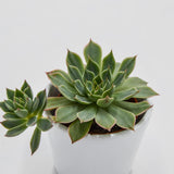 Graptopetalum Altair - 5.5cm