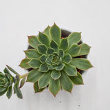 Graptopetalum Altair - 5.5cm