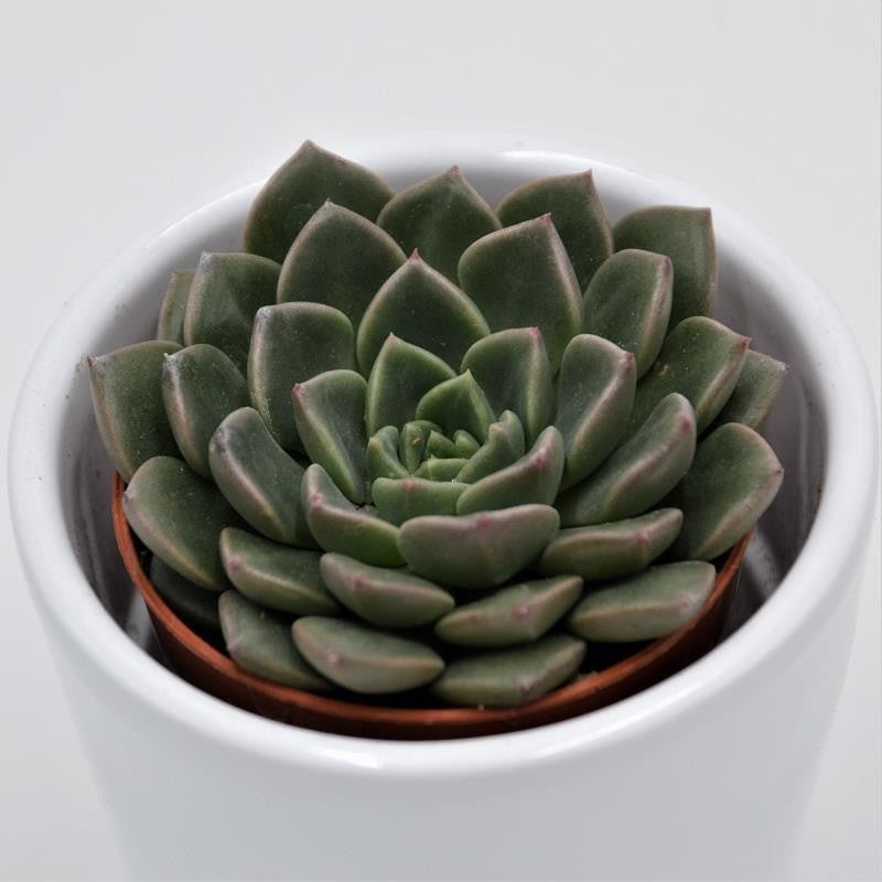 Graptopetalum Vega - 5.5cm